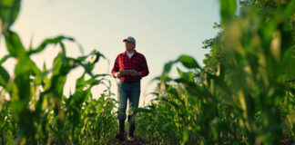 Man walking in cornfield holding a clipboard
