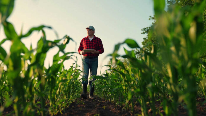 shutterstock_2455309445.jpg Man walking in cornfield holding a clipboard